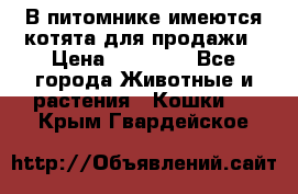 В питомнике имеются котята для продажи › Цена ­ 30 000 - Все города Животные и растения » Кошки   . Крым,Гвардейское